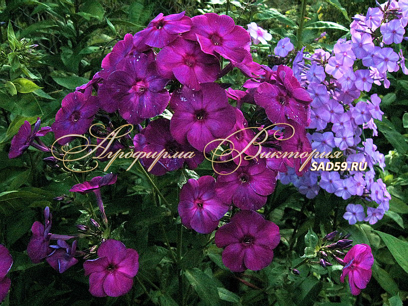 Флокс Показать Фото